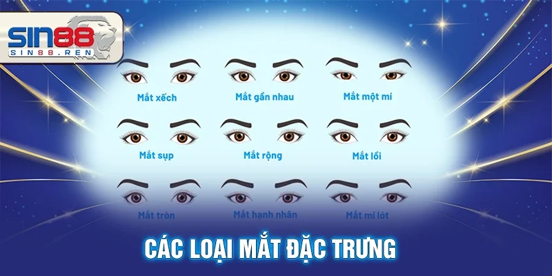 Các Loại Mắt Đặc Trưng - Nhìn Thấu Tính Cách Và Vận Mệnh