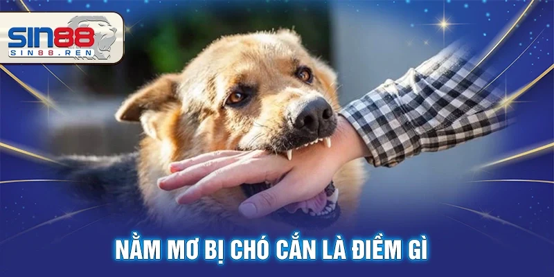Nằm Mơ Bị Chó Cắn Tốt Hay Xấu? Đánh Số Nào Dễ Trúng?