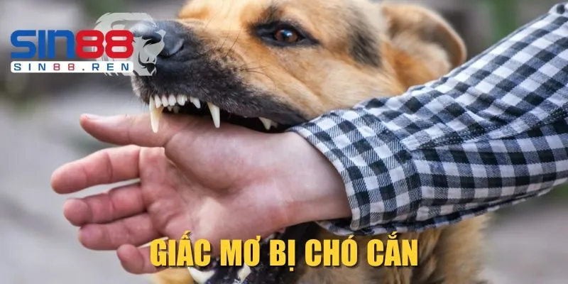 Giấc mơ bị chó cắn