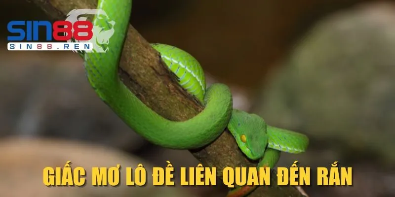 Giấc mơ lô đề liên quan đến rắn