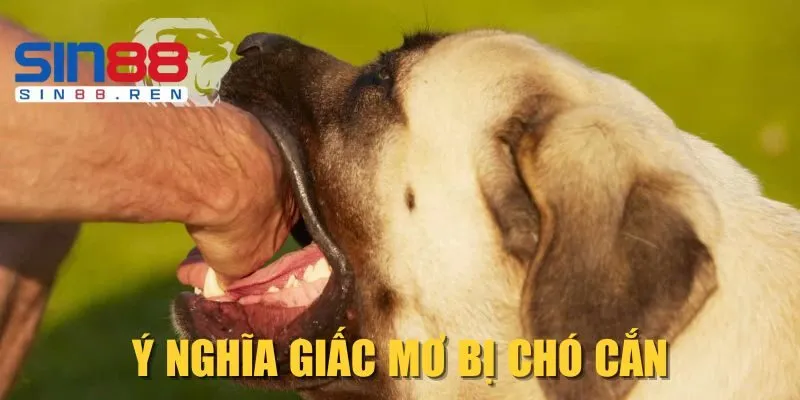 Ý nghĩa giấc mơ bị chó cắn