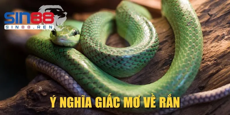 Ý nghĩa giấc mơ về rắn